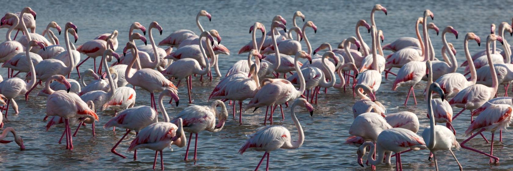 Ras Al Khor Vildtreservat